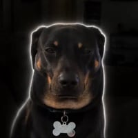 Mogdog logo