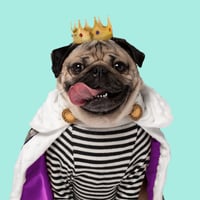 Doug The Pug logo