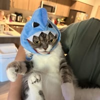 Shark Cat