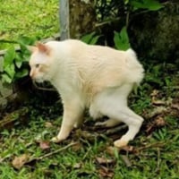 Nenem The Cat