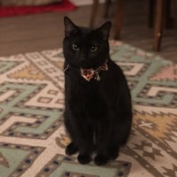 The Official Zcash Mascot