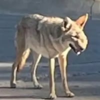 Wendy The Coyote