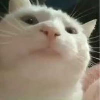Vibing Cat