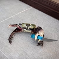 Crabbo