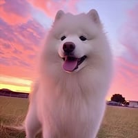 Maya The Samoyed