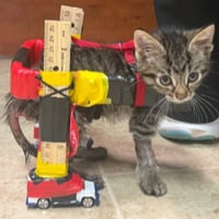 cat on wheels