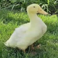 The Miracle Duck