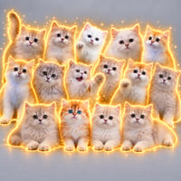 DEBTCATS