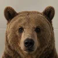 BEAR logo