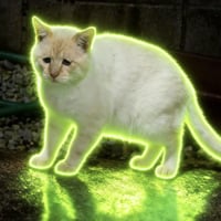 sadcat