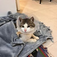 ozzy's cat