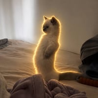 Meercat