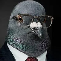 PIGEON