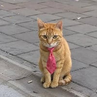 Catwiftie