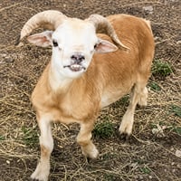 The Retarded Goat