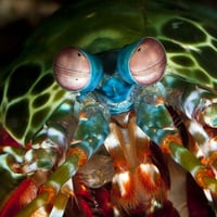 Mantis Shrimp