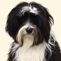 Scout