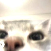CatGPT