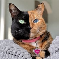 Venus the Two Face Cat