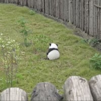 The Baby Panda logo