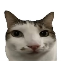 nom nom cat