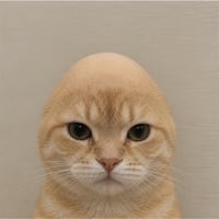 catwifout