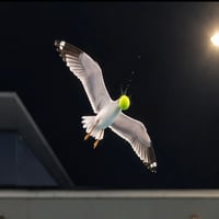 seagull