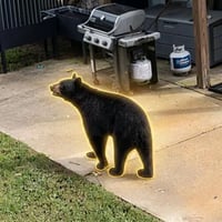 Shelby the Bear