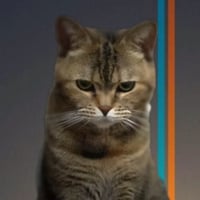 Beancat