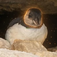 The Resilient Puffin