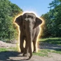 Happy The Elephant logo