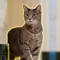 Bidens Cat