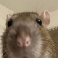 hantavirus genesis