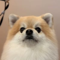 Token Icon