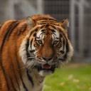 Tschuna the Tiger 