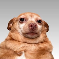Cheddar