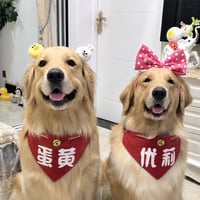金毛蛋黄