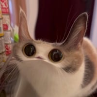 Meep Cat