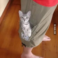 Pocket Pussy