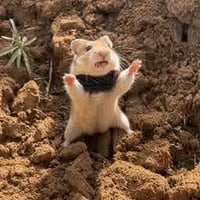 HAMSTER logo