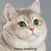 Heavy Breathing Cat logo
