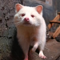 The Albino Raccoon