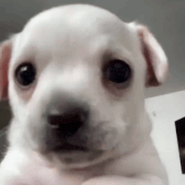 Shivering Dog