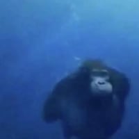 MONKE logo