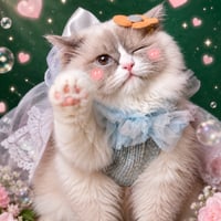 Nala The Cat