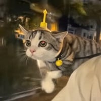 helicat