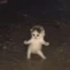 gifcat