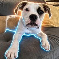 Elon's Dog