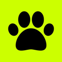 Paws Of Cat
