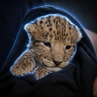 Saber-Tooth Tiger logo